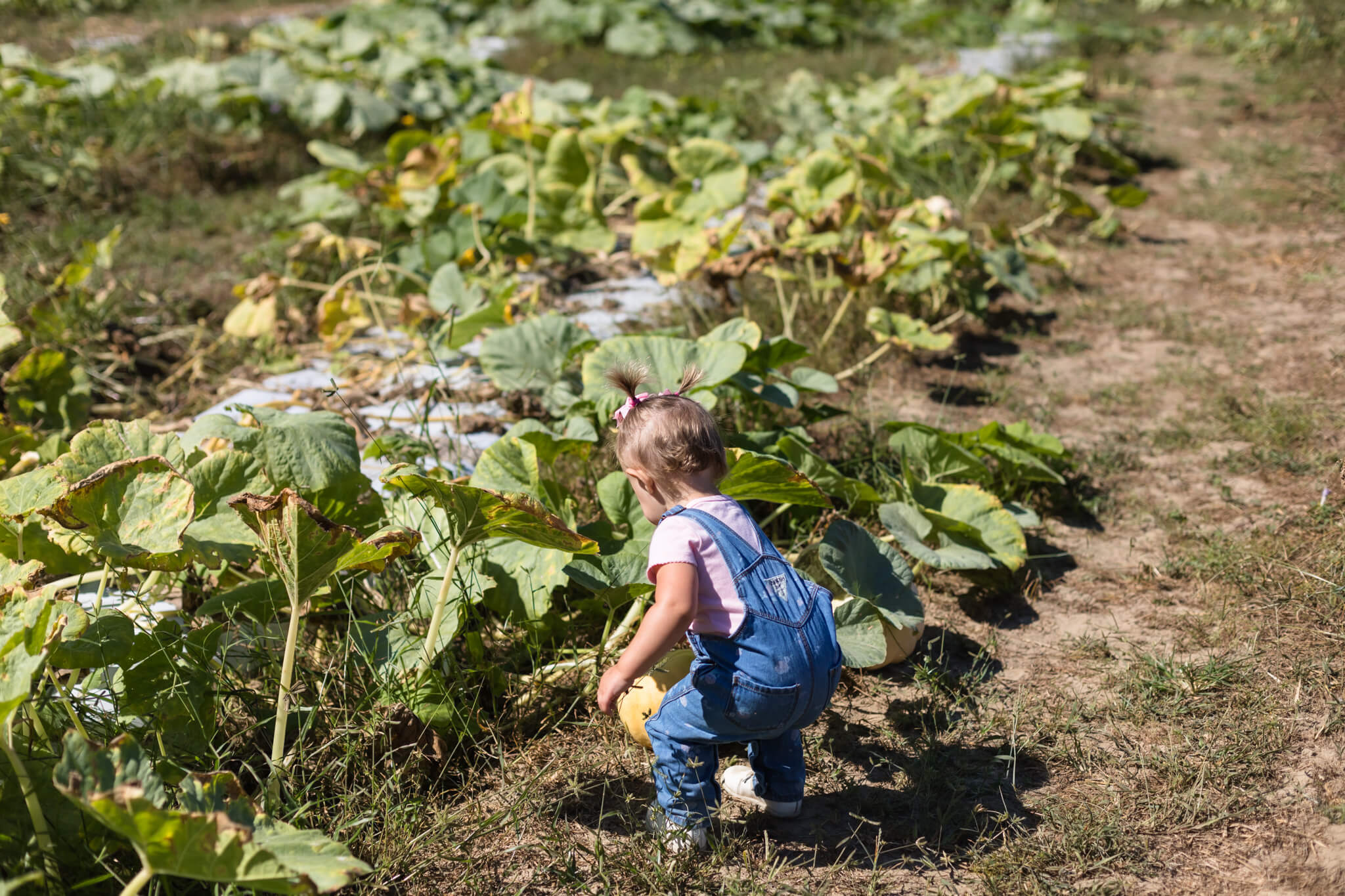 little girl wearing overalls in a pumpkin patch in Savannah, ga